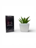 Eau de Toilette Invincible - 100ml